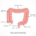 Structure and function of the large intestine Anatomy system