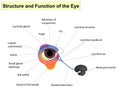 Structure and functions of the eye. The main parts that make up For basic medical education.