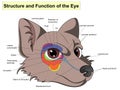 Structure and functions of the eye. The main parts that make up For basic medical education.