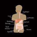 The structure of the gastrointestinal tract. Human anatomy.