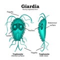 The structure of Giardia. Vector illustration on isolated background