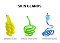 The structure of the glands of the skin. sebaceous, Eccrine sweat, Apocrine sweat. Set. Infographics. Vector illustration Royalty Free Stock Photo
