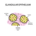 The structure of the glandular epithelium. Infographics. Vector illustration on background