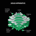 The structure of the Golgi apparatus. Infographics. Vector illus Royalty Free Stock Photo