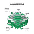 The structure of the Golgi apparatus. Infographics. Vector illustration on isolated background Royalty Free Stock Photo