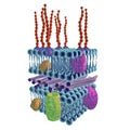 Structure of Gram-negative bacteria cell wall