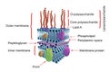 Structure of Gram-negative bacteria cell wall