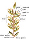 Structure of grass spikelet. Diagram of portion of grass inflorescence Royalty Free Stock Photo