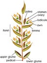 Structure of grass spikelet. Diagram of portion of grass inflorescence