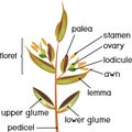 Structure of grass spikelet. Diagram of portion of grass inflorescence Royalty Free Stock Photo