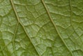 Green leaf texture with veinlets close up