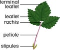 Structure of green leaf of plant. Compound leaf of blackberry plant