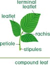 Structure of green leaf of plant. Compound leaf of raspberry