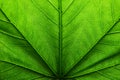 Macro photography of a leaf with structure details and clear shadows. Royalty Free Stock Photo