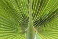 Structure in green palm leave
