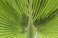 Structure in green palm leave Royalty Free Stock Photo