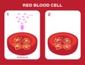 Structure of the haemoglobin hemoglobin molecule , heme groups and iron atoms. red blood cell and oxygen