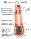 The structure of the hair bulb, anatomical training poster, vector illustration.