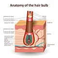 The structure of the hair bulb in cross skin layer, anatomical medical education banner. Vector illustration Royalty Free Stock Photo