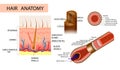 Structure of the hair. Detailed medical illustration.