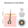 Structure of a hair follicle. Anatomy of hair shaft Royalty Free Stock Photo