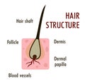 The structure of the hair. Hair structure medical educational science. Anatomy Flat design, vector illustration, vector.