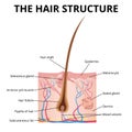 The structure of the hair