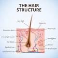 The structure of the hair