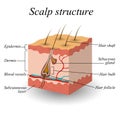 The structure of the hair scalp, anatomical training poster, vector illustration.