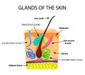 The structure of the hair. Sebaceous gland. Sweat gland. Infographics. Vector illustration on isolated background Royalty Free Stock Photo