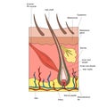 Structure of hair and skin diagram medical science