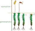 Structure of haircap moss gametophyte with sporophyte with titles. Male and female plants