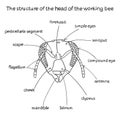 The structure of the head of the working bee