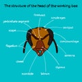 The structure of the head of the working bee color