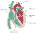 The structure of the heart