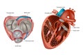 Structure of the Heart valves anatomy. Mitral valve, pulmonary valve, aortic valve and the tricuspid valve Royalty Free Stock Photo