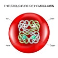 Hemoglobin into a Red blood cell