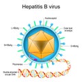 Structure of Hepatitis B virus. Virion anatomy Royalty Free Stock Photo