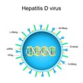 Structure of Hepatitis D virus. Virion anatomy Royalty Free Stock Photo
