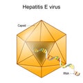 Structure of Hepatitis E virus. Virion anatomy