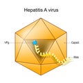 Structure of Hepatitis A virus. Virion anatomy