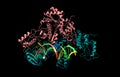 Structure of HIV-1 reverse transcriptase in complex with RNA/DNA and Nevirapine (red) Royalty Free Stock Photo