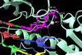Structure of HIV-1 reverse transcriptase with DNA and AZTTP (magenta), with the interacting residues labeled. Royalty Free Stock Photo