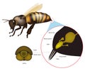 The structure of the Honey Bee Sting. Anatomy of the stinger apparatus.