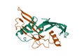 Structure of human Activin A homodimer