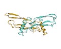 Structure of the human anti-Mullerian hormone AMH homodimer
