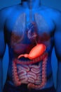 Human anatomy. The stomach.