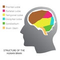 Structure of the Human Brain Royalty Free Stock Photo