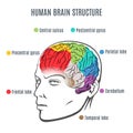 Human Brain Structure