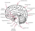 Structure of Human Brain Royalty Free Stock Photo